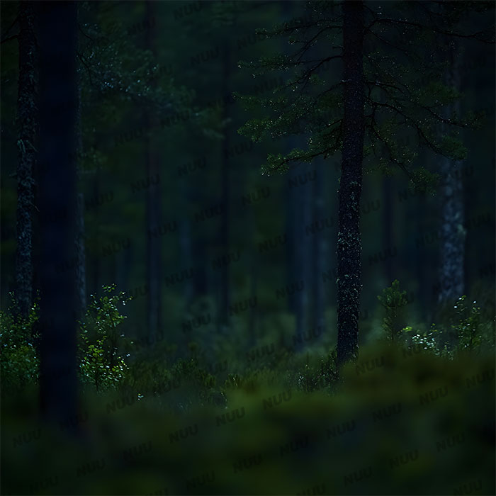 Dark Forest - Digital Backdrop