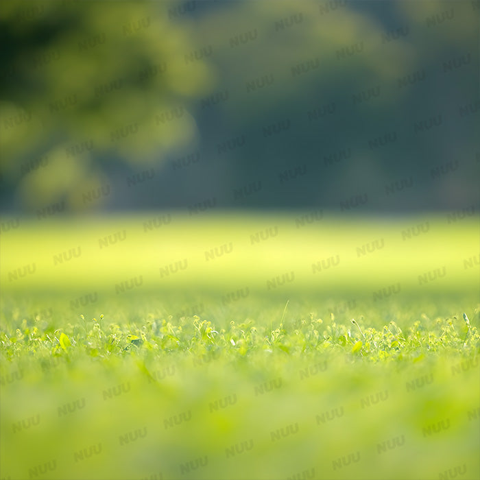 Green Grass Field - Digital Backdrop