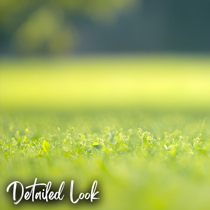 Green Grass Field - Digital Backdrop