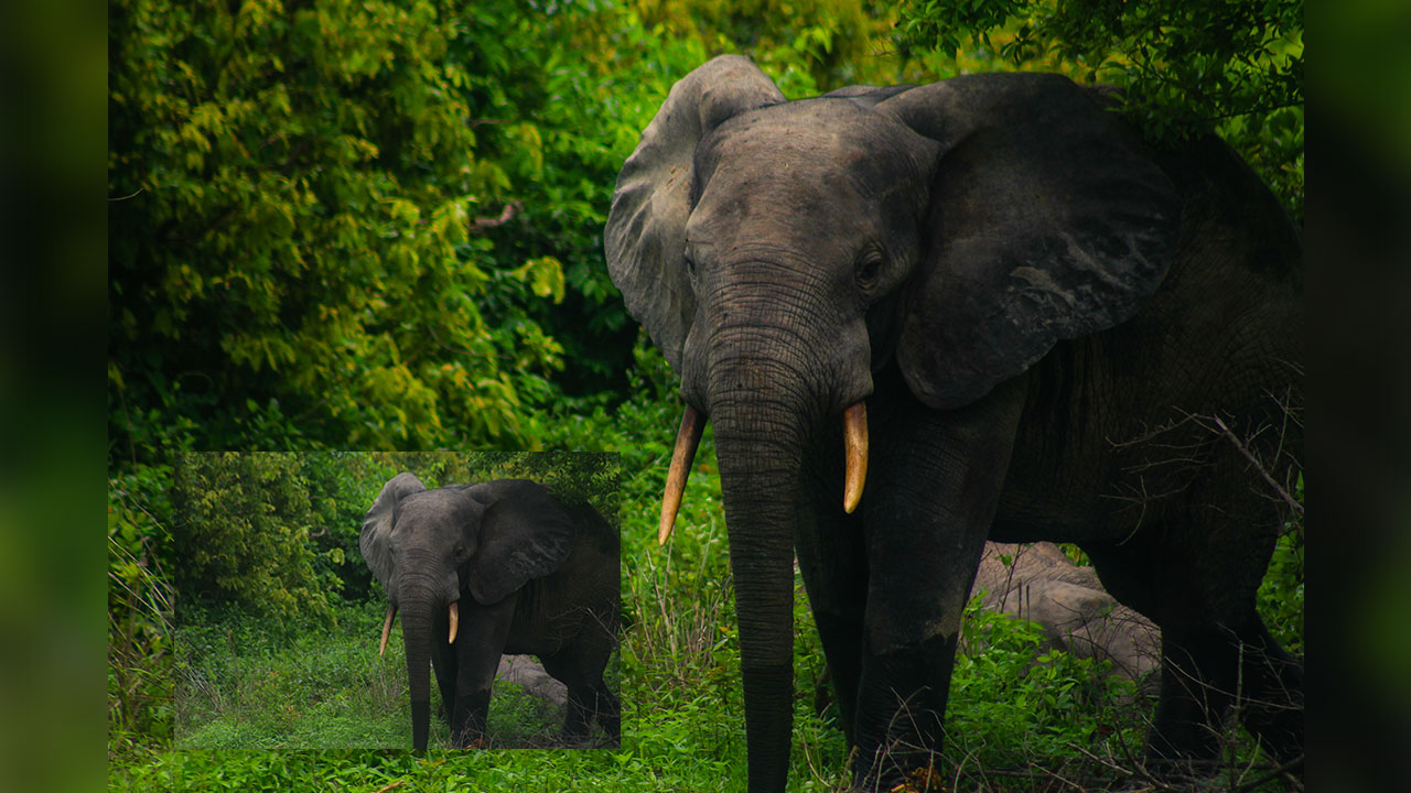 Wildlife Presets & Brushes - For Lightroom