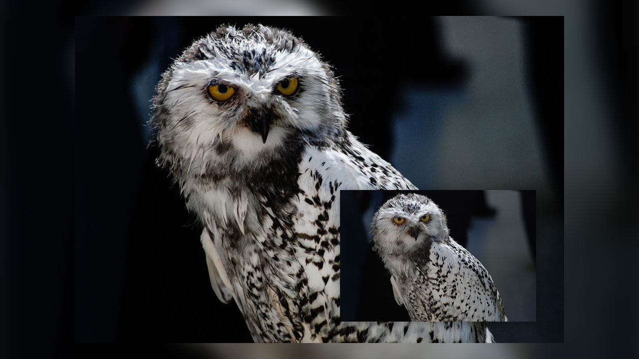 Wildlife Presets & Brushes - For Lightroom