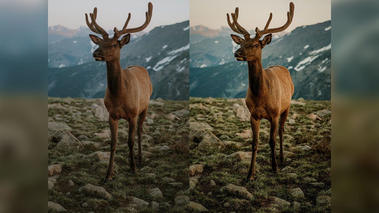 Wildlife Lightroom Presets