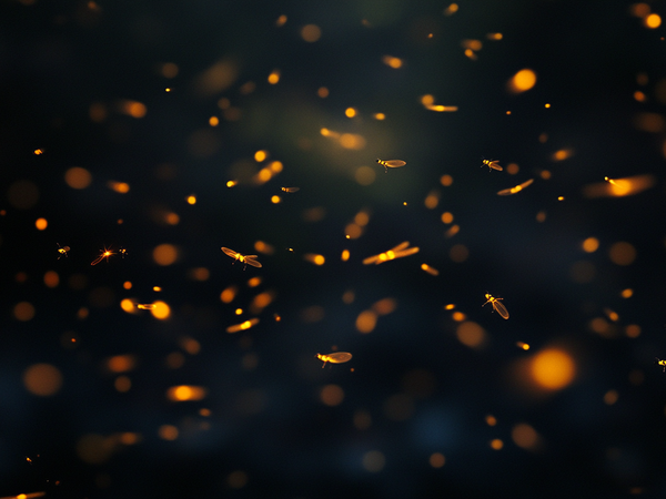 Free Firefly Overlay For Photographers