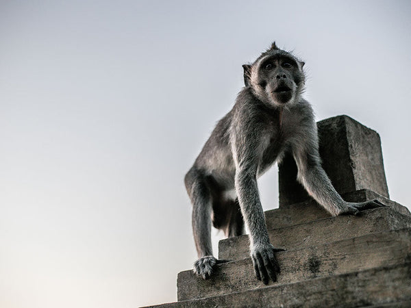 Grungy Wildlife - FREE Lightroom Wildlife Preset