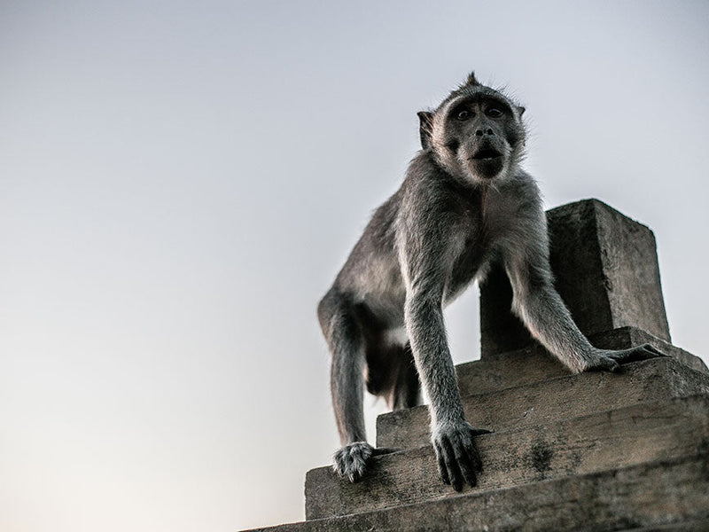 Grungy Wildlife - FREE Lightroom Wildlife Preset