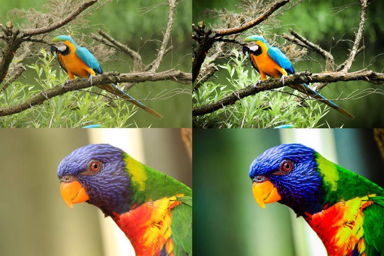 30 of The Best FREE Lightroom Presets
