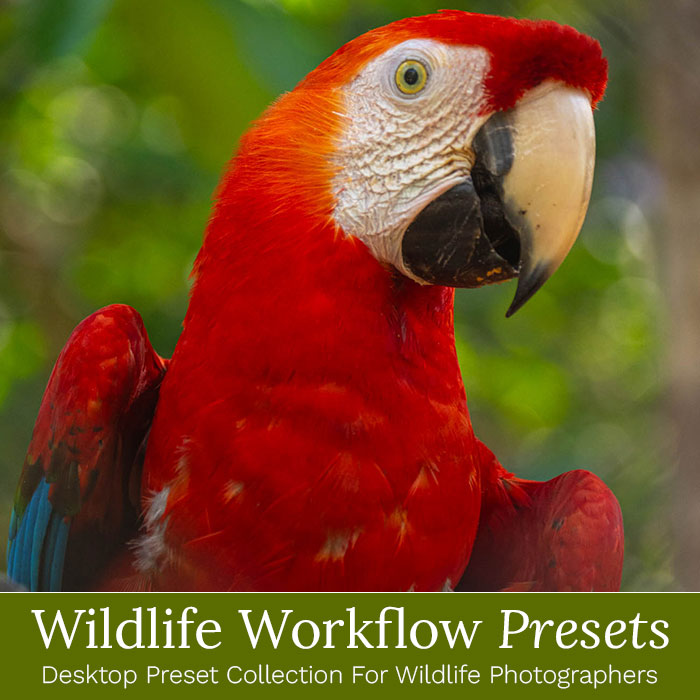 Wildlife Presets & Brushes - For Lightroom