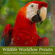 Wildlife Presets & Brushes - For Lightroom