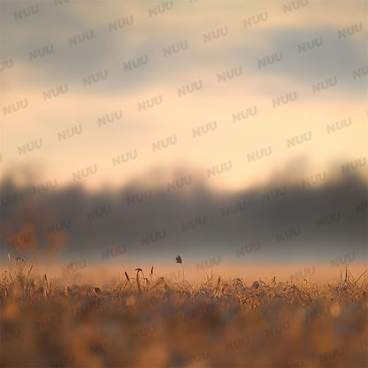 Autumn Field - Digital Backdrop