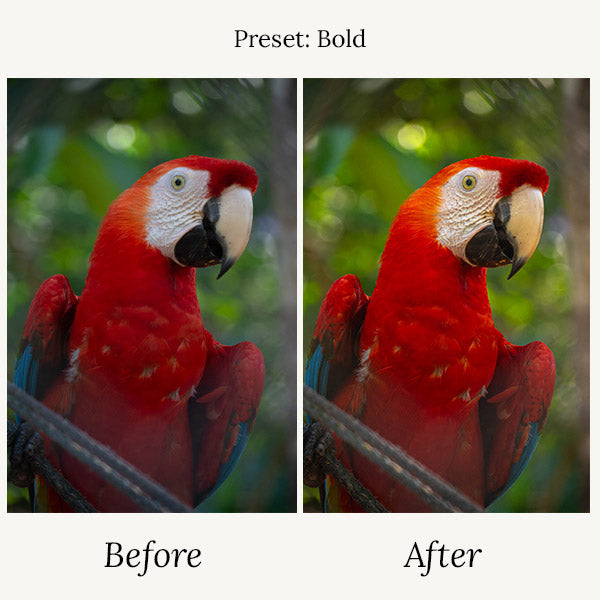 Wildlife Presets & Brushes - For Lightroom
