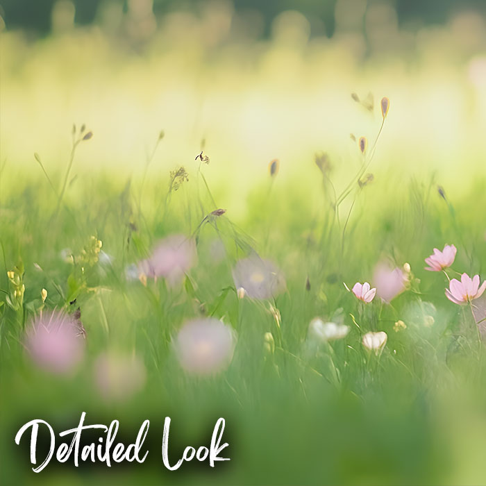 Grassy Flower Field - Digital Backdrop