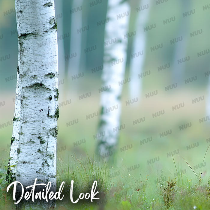 Birch Trees - Digital Backdrop