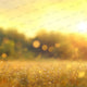Summer Bokeh - Digital Backdrop