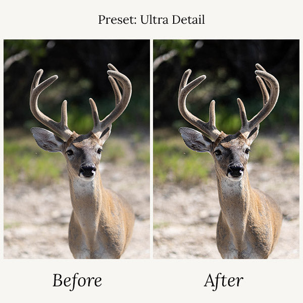 Wildlife Presets & Brushes - For Lightroom