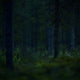 Dark Forest - Digital Backdrop