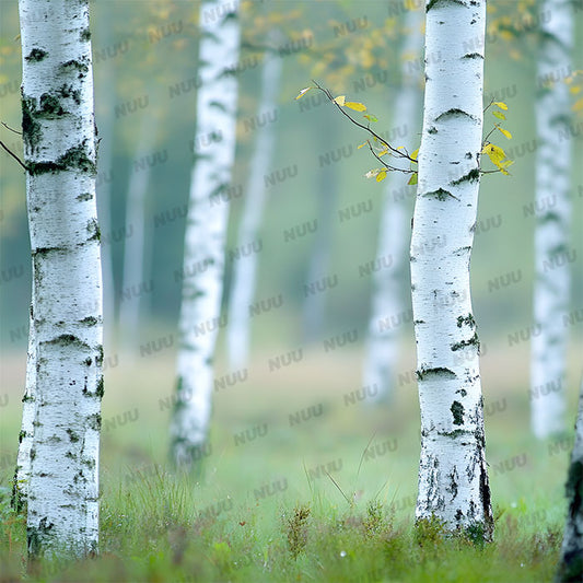 Birch Trees - Digital Backdrop