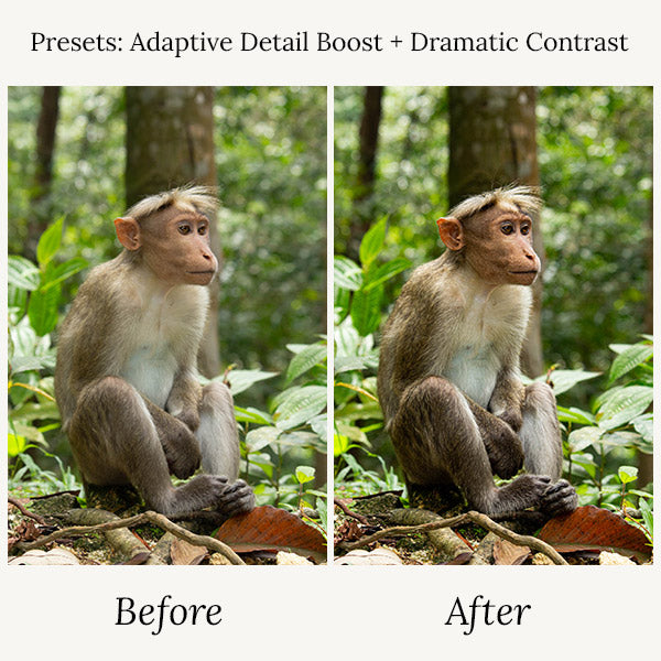 Wildlife Presets & Brushes - For Lightroom