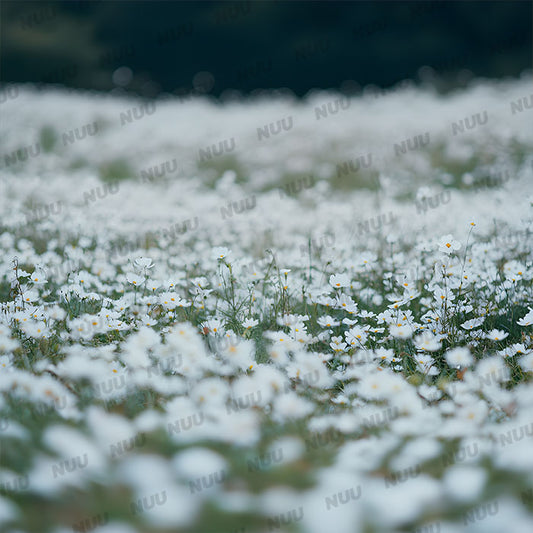 White Flower Field - Digital Backdrop