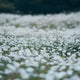 White Flower Field - Digital Backdrop