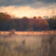 Grassy Fall Field - Digital Backdrop