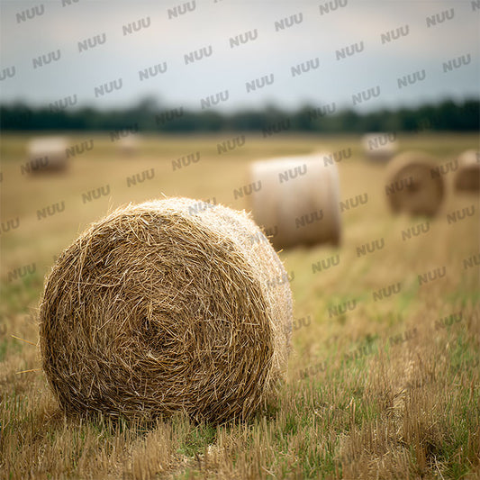 Round Hay Bales - Digital Backdrop