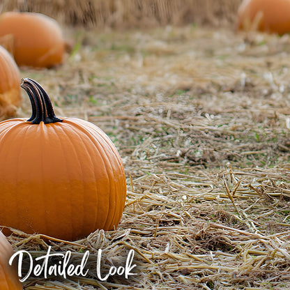 Pumpkin Patch - Digital Backdrop