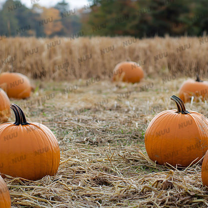 Pumpkin Patch - Digital Backdrop