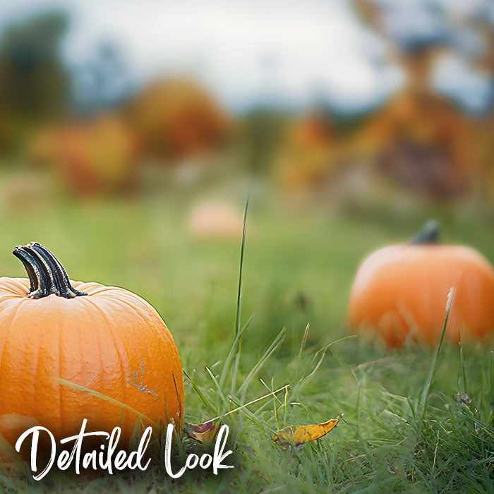 Pumpkins in Grass - Digital Backdrop