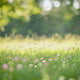 Grassy Flower Field - Digital Backdrop