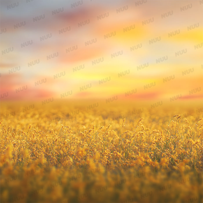 Sunny Field - Digital Backdrop