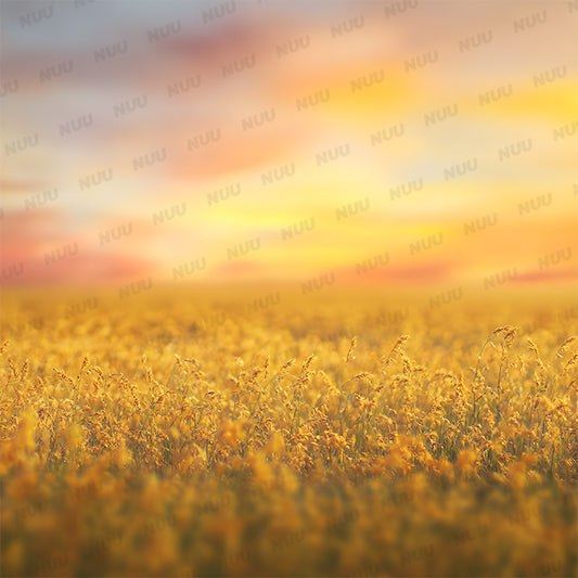 Sunny Field - Digital Backdrop
