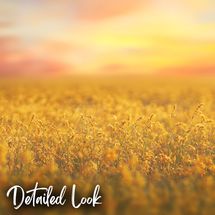 Sunny Field - Digital Backdrop