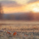 Sunset Autumn Field - Digital Backdrop
