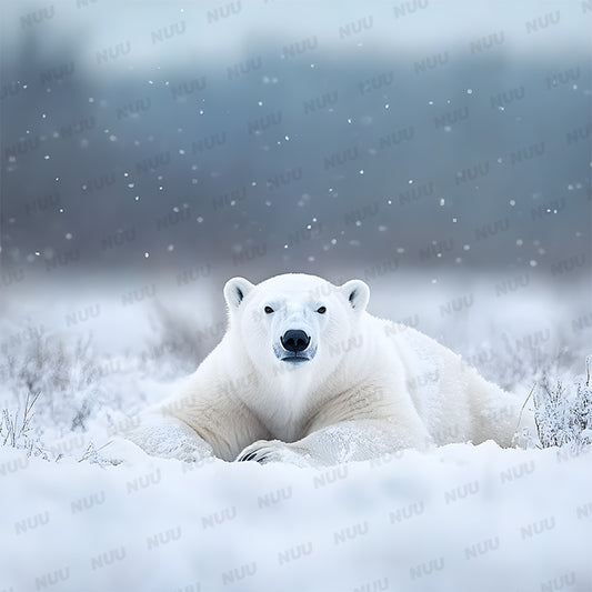 Resting Polar Bear - Digital Backdrop