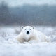 Resting Polar Bear - Digital Backdrop