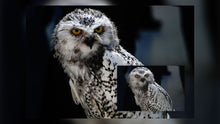 Load image into Gallery viewer, Wildlife Presets for Lightroom