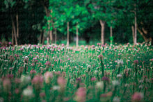 Load image into Gallery viewer, Spring Digital Backgrounds Vol 1.