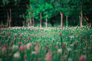 Spring Digital Backgrounds Vol 1.