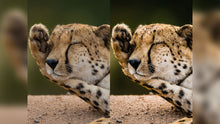 Load image into Gallery viewer, Wildlife Presets for Lightroom